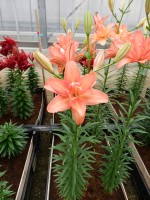 [5015 Ceb Latte No02.JPG]